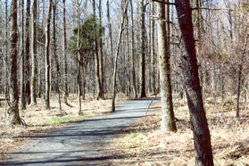 The trail changes from asphalt to gravel and continues through the woods.