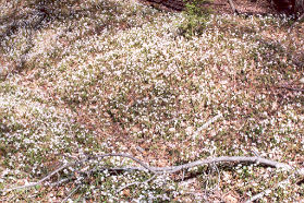 This groundcover was spotted along the trail in mid-April.