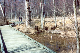 The boardwalk enters the wetlands.