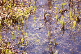 Click on this picture to find the frog.