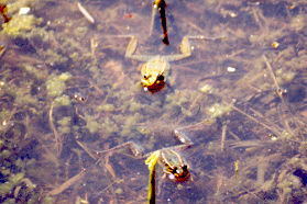 These frogs in the open are easier to find.