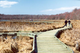 The return loop of the boardwalk intersects here.  Keep to the right.