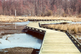 The boardwalk returns to its normal elevation.