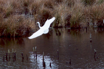 This egret is about to land. It was seen from point 9 on the map.