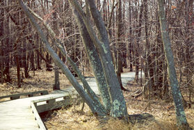 The boardwalk connects with a gravel trail for a short distance.