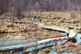 The boardwalk leaves the observation deck and curves to the left.