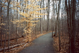 The trail will take you back through the woods instead of over the water.