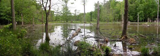 Click on the image for a larger view of the pond.