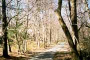 Walk along the Glade Stream east of Soapstone Dr.