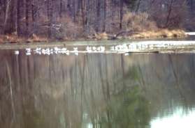 A large group of sea gulls gather on an island in the lake.