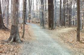 A dead end trail intersects from the right. Go straight on the current trail.