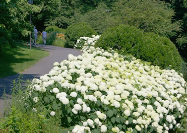 Lake Anne gardens