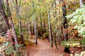 The path enters the woods for a short distance and returns to Glade Dr.