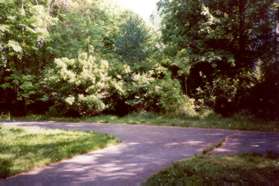 Turn right at the next intersection to follow the short route.  Turn left to follow the SLHS route.