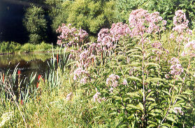These wildflowers were planted along the lake by RA.  They were found blooming in September.