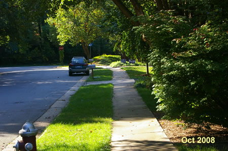 My dog preferred the flat route along the sidewalk to the left.