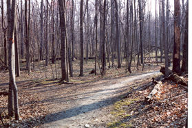The trail to the left leads to North Shore Dr,  Stay on the trail to the right.
