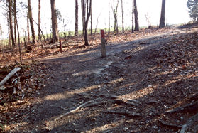 The trail climbs a short hill. The trail to the left goes to the camp ground. Continue on the present path.