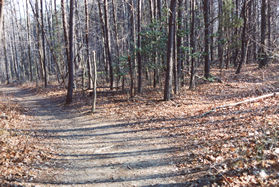 A trail branches to the right. Stay to the left.