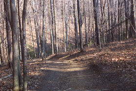 The trail proceeds down a steep hill.
