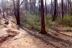 After crossing the stream take the trail to the right.