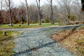 At the bottom of the hill turn left onto the intersecting  road.