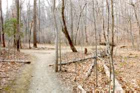 At the trail intersection turn right to cross the stream.