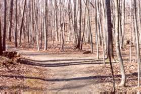 At the next trail intersection turn right to take the short loop or left to take the long loop.