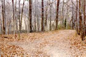 A clearing appears on the right. After the clearing a trail intersects to the left. Stay on the present wide trail down the hill.