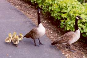 This path is popular with young families.