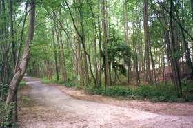 Correct path follows to the left of creek bed.