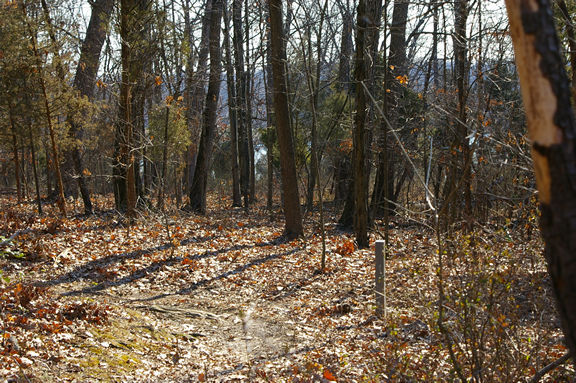 Buttermilk Creek Trail view of Lake Fairfax