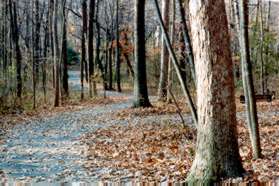 A trail intersects from the right at the bottom of the hill.  Continue straight on the present trail.