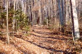 After crossing a small hill turn left at the next natural surface trail and go up the hill.