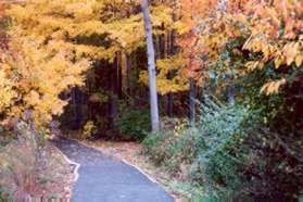 The trail enters the woods.