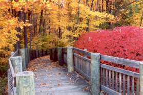 The trail continues on a boardwalk through the woods.