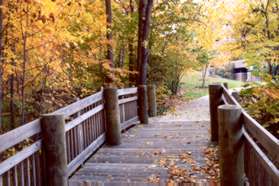 Turn left where the boardwalk meets a concrete walk to continue on the boardwalk.