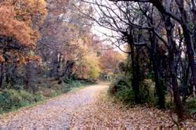 Turn right at the W&OD Trail.