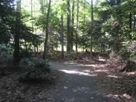 The trail leaves the edge of the golf course and enters the woods.  Take the trail to the left at the intersecting asphalt trail from the right.