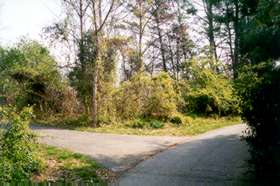 Near the top of the hill a trail branches to the left.  Keep to the right.