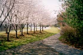 The trail intersects with a trail along Reston Parkway.  Take the trail to the right.