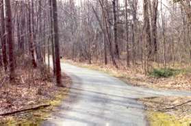 Continue on the wide trail at the next intersection with a narrow trail to the right.