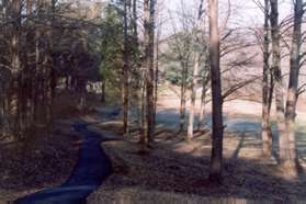 The trail jogs slightly to the left and passes through the trees.