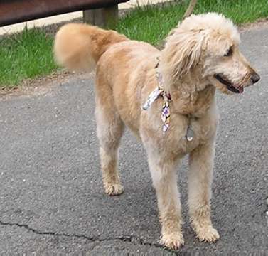 goldendoodle mini. house Bailey the Goldendoodle