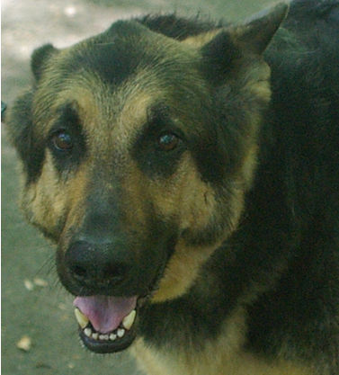 Neelo, a German Shepherd.