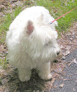 Reston is a West Highland Terrier