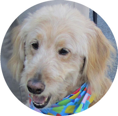 Golden doodle save vacuum cleaners.