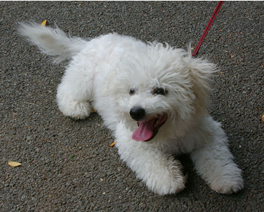 Snowflake the Bichon Frise