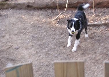 Click here to see Tucker fetch.