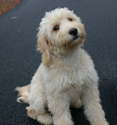 mini goldendoodle puppy. Our Mini Goldendoodle puppies